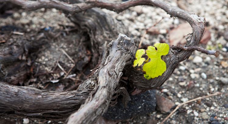 Vineyard in Santorini Greece