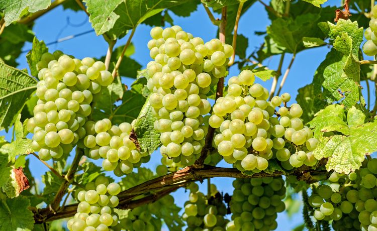 greek-grapes